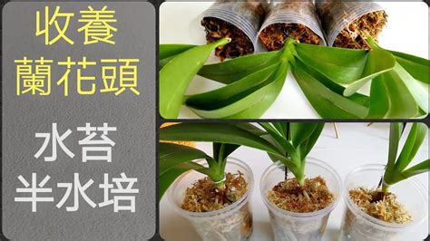 蘭花種植材料|蘭花種植只能用水苔？各品種蘭花介質選擇全指南